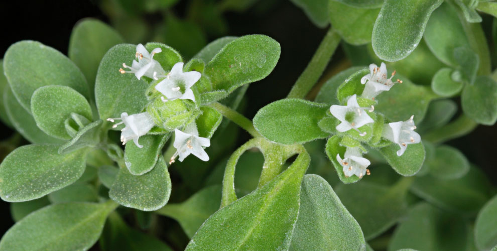 スイートマージョラム精油(オーガニック:COSMOS Certified)